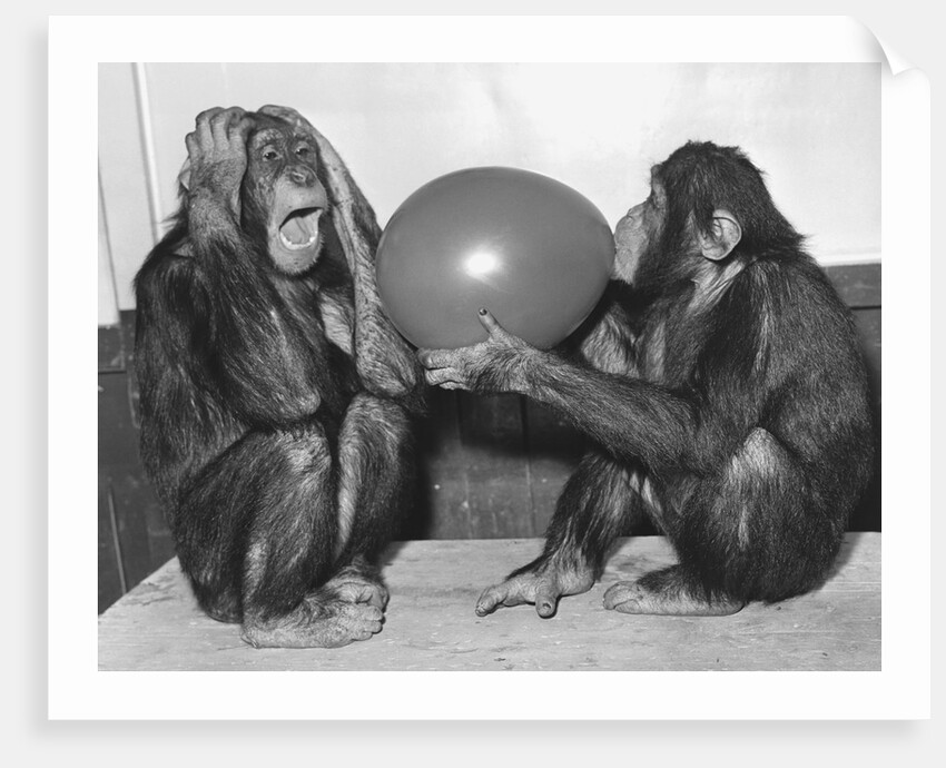 Chimpanzee Inflates a Balloon by Anonymous