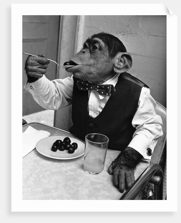 Chimpanzee Dining at a Table by Anonymous