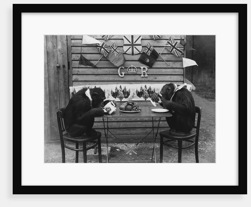 Chimps' Tea Party by Anonymous