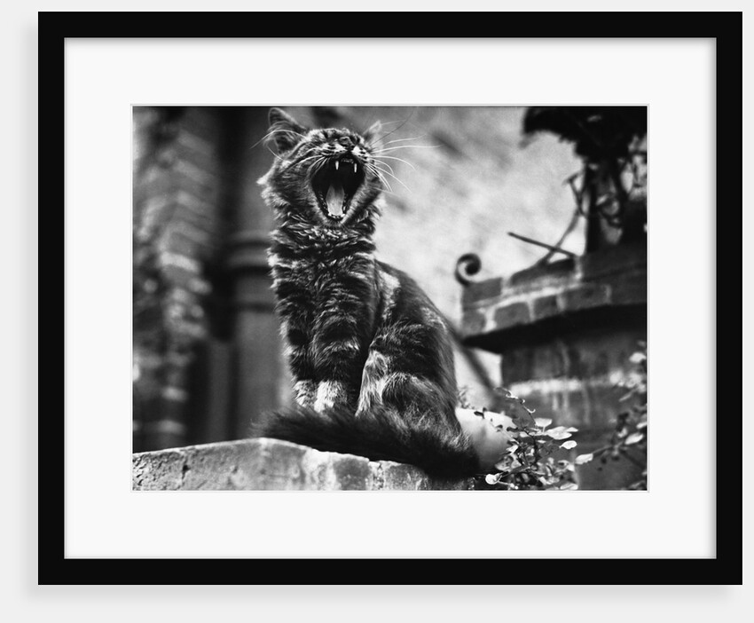 A Tired Cat by Anonymous