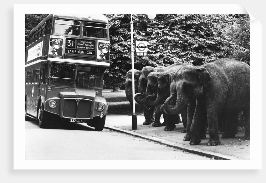 Elephants Queue at Battersea Park Bus Stop by Anonymous