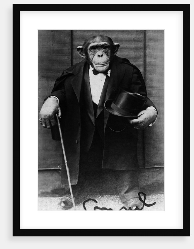 Chimpanzee Dressed in Evening Wear by Anonymous