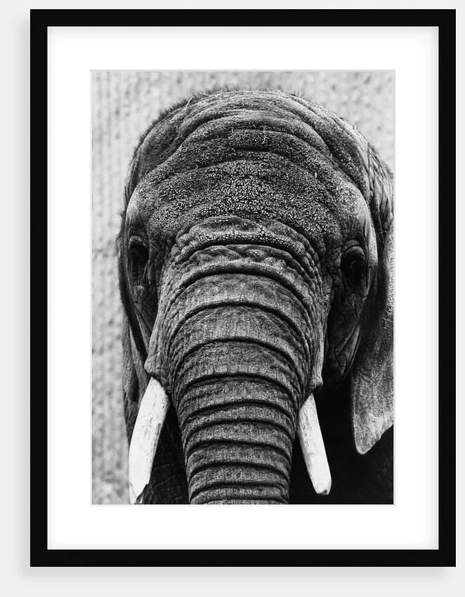 Face of an Elephant by Anonymous