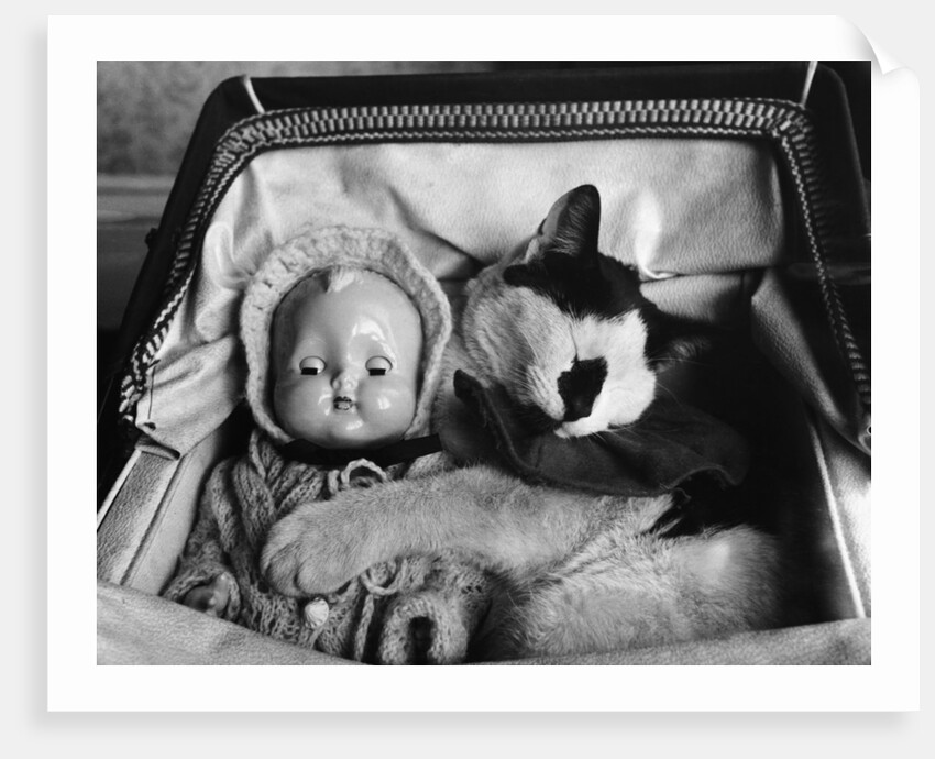 Cat Asleep in a Pram by Anonymous