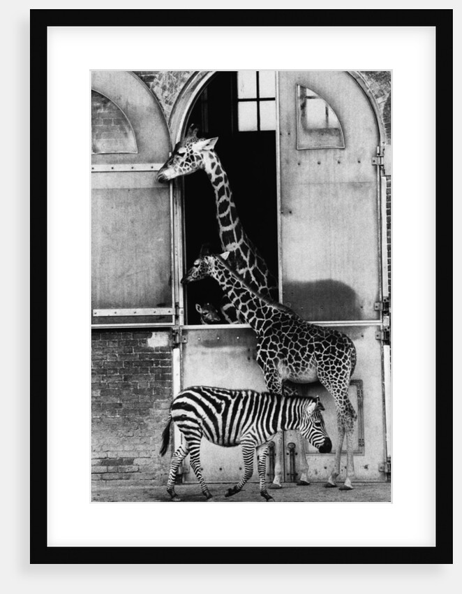 Giraffe Family and Zebra by Anonymous