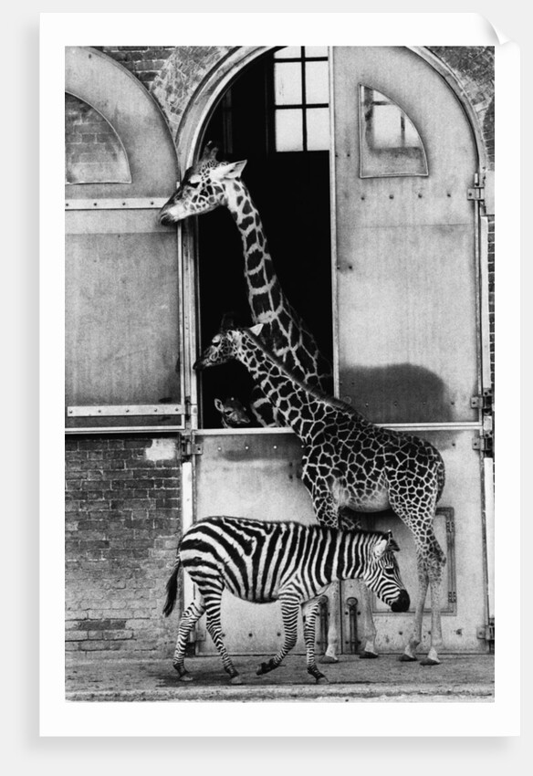 Giraffe Family and Zebra by Anonymous