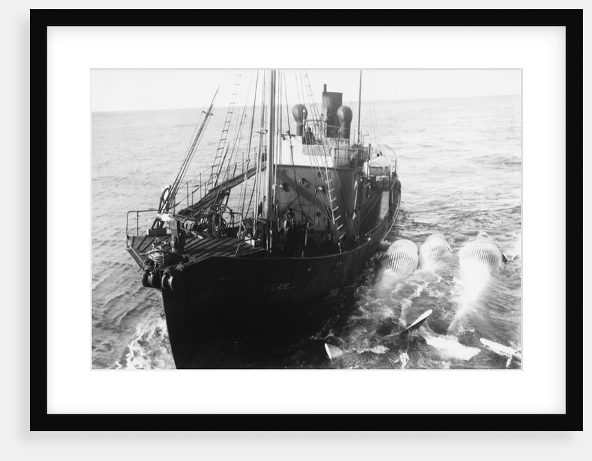 Whaling Ship in Antarctica by Anonymous