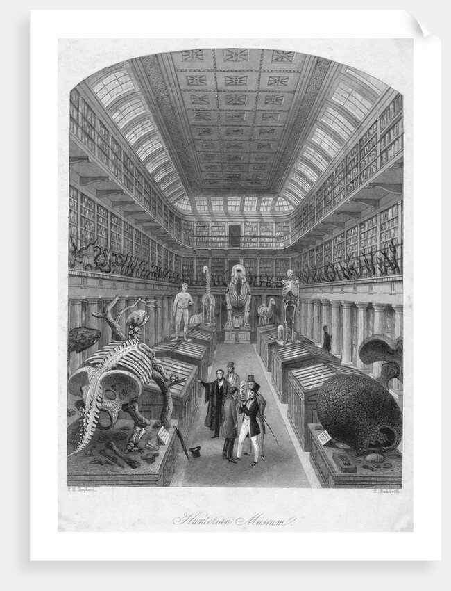 Hunterian Museum, Royal College Of Surgeons. by Anonymous