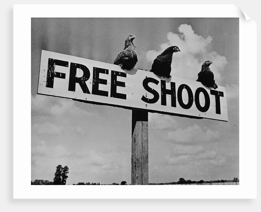 Grouse on "Free Shoot" Sign by Anonymous