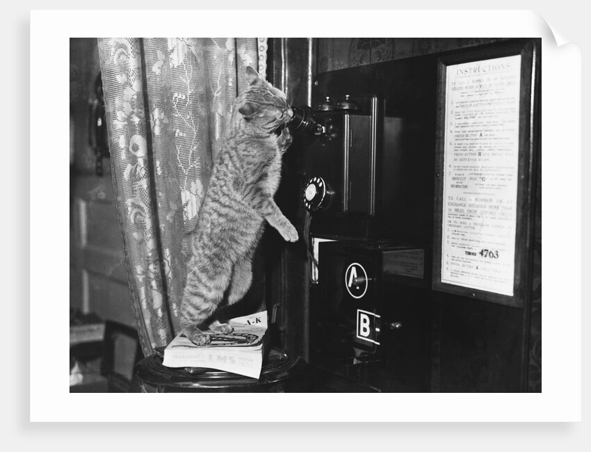Cat on the Phone by Anonymous