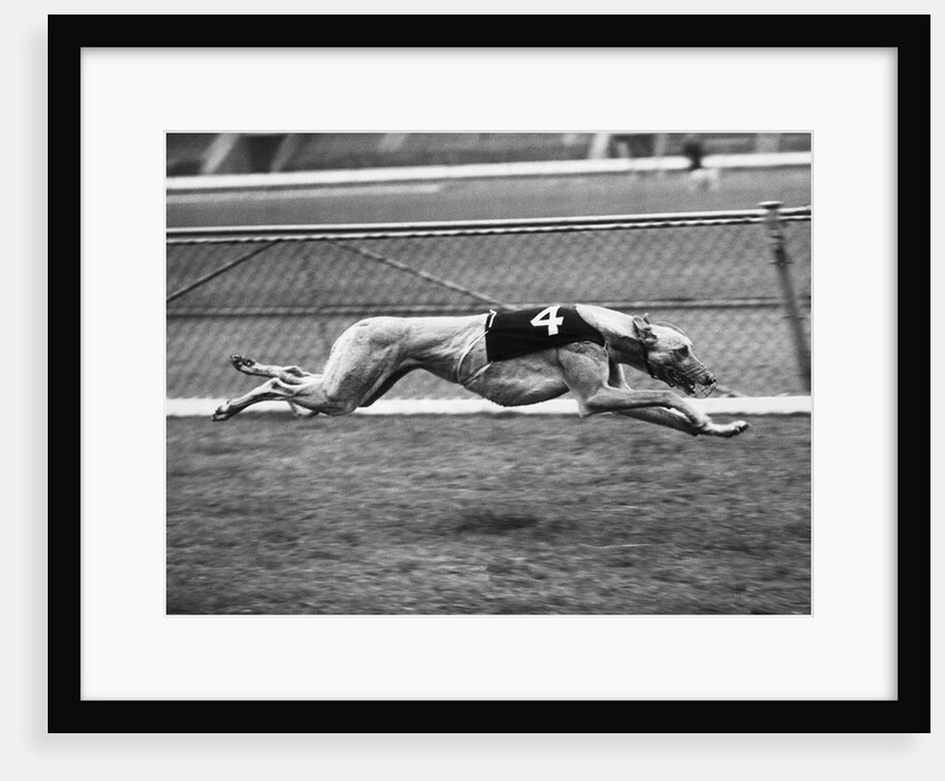 Racing Greyhound Wild Wolf by Anonymous