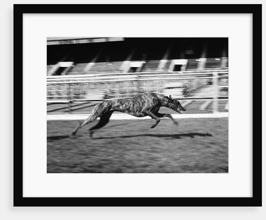 Endless Gossip Racing at White City Stadium by Anonymous