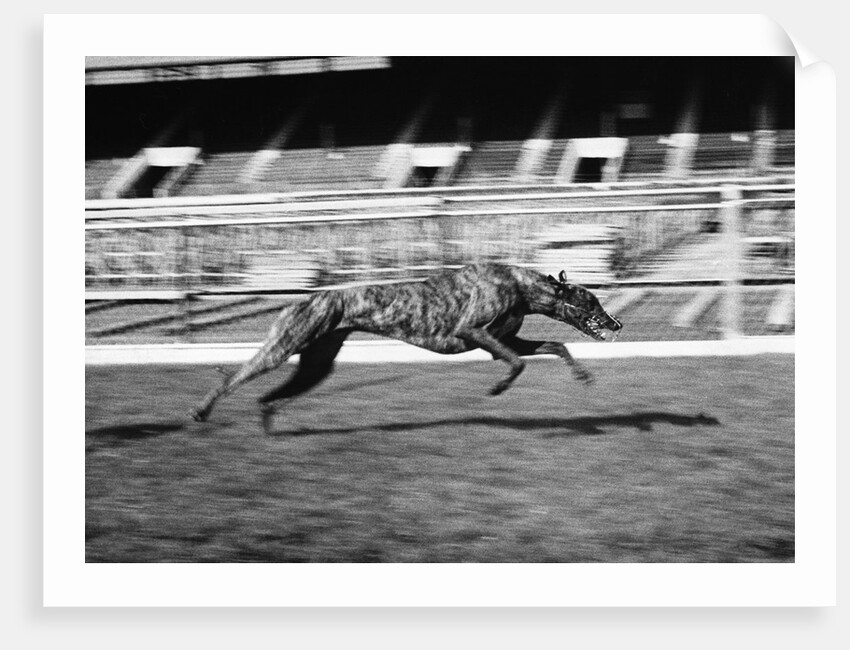 Endless Gossip Racing at White City Stadium by Anonymous