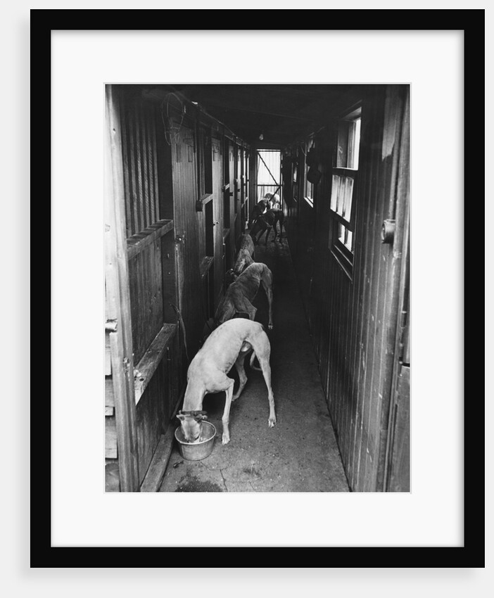 Greyhounds Being Fed in a Kennel by Anonymous