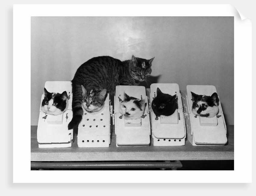 Space Cats in Training by Anonymous