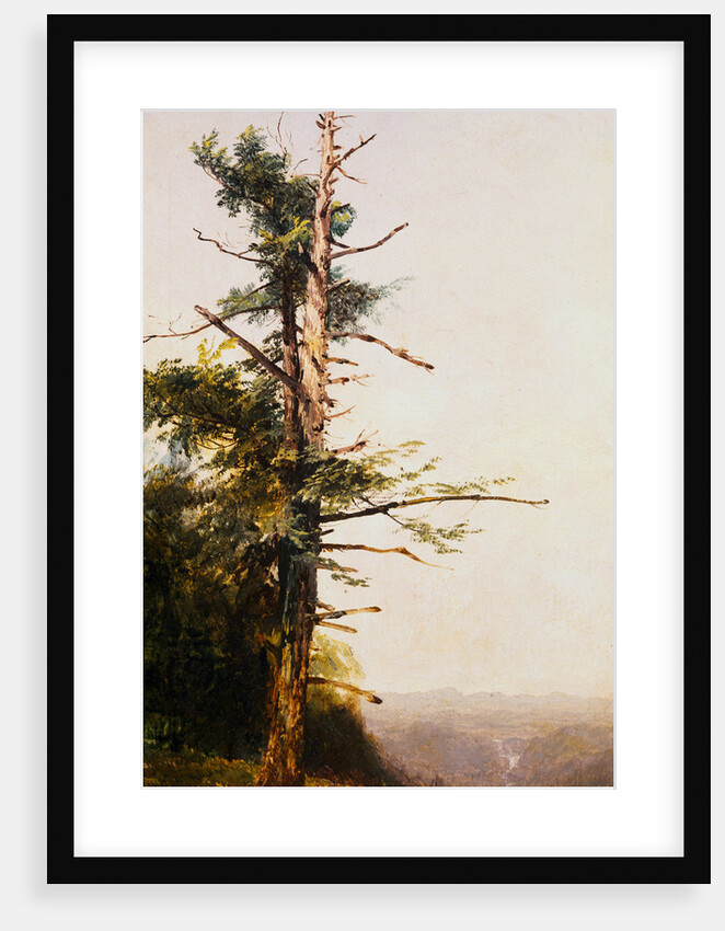 Dying Tree on Mountaintop by John Frederick Kensett