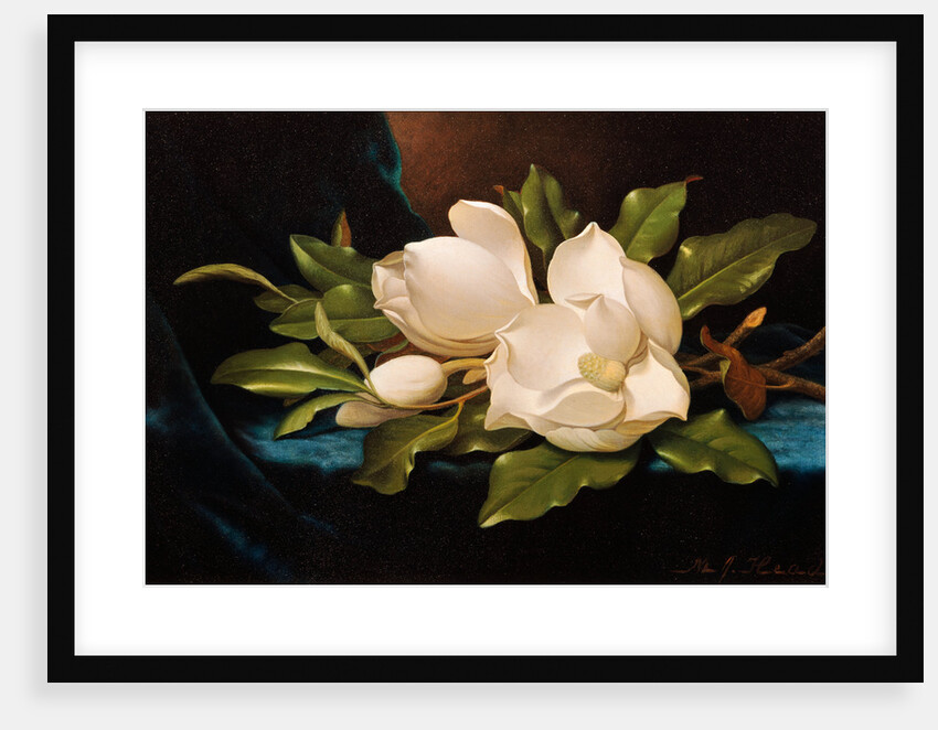 Giant Magnolias on Blue Cloth by Martin Johnson Heade