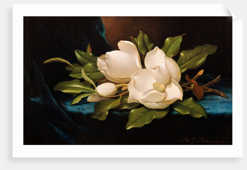 Giant Magnolias on Blue Cloth by Martin Johnson Heade