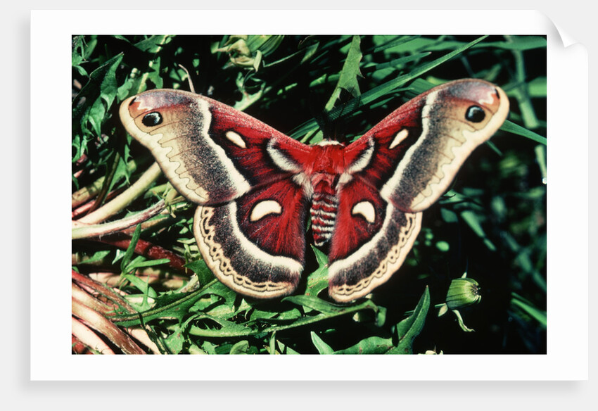 Cecropia Moth by Anonymous