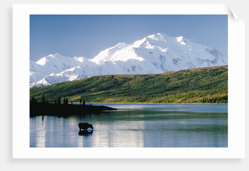 Mount McKinley and Feeding Moose by Anonymous