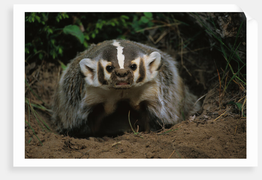 Snarling Badger at Den Opening by Anonymous