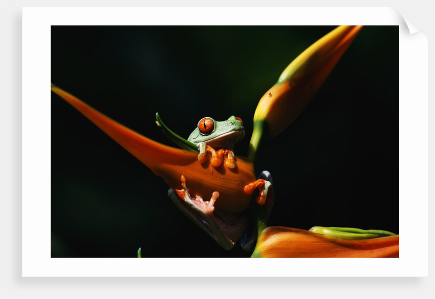 Red-Eyed Tree Frog on Ginger Plant by Anonymous