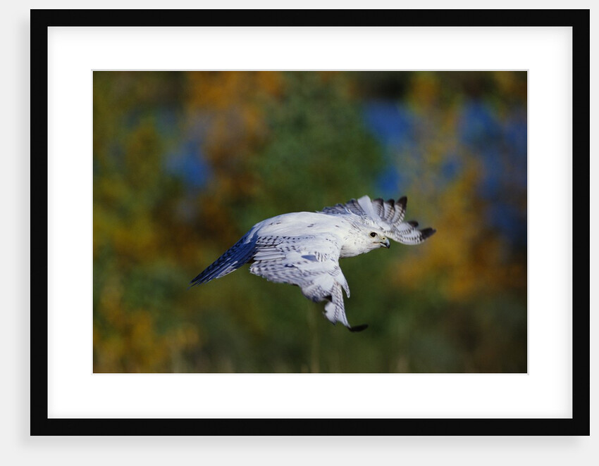 White Gyr Falcon in Flight by Anonymous