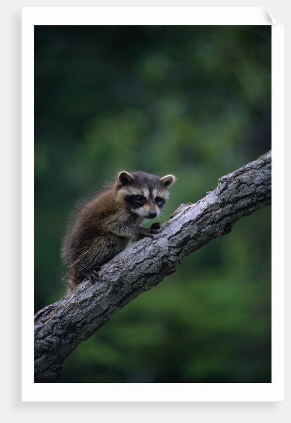 Young Raccoon on Tree Branch by Anonymous