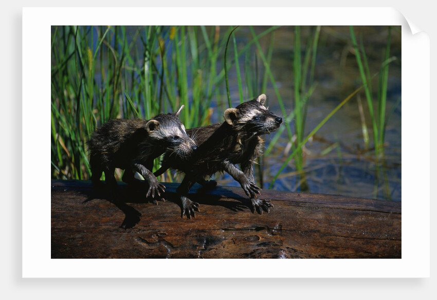 Young Raccoons after First Swim by Anonymous