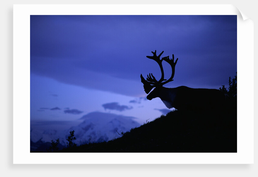 Caribou by Anonymous