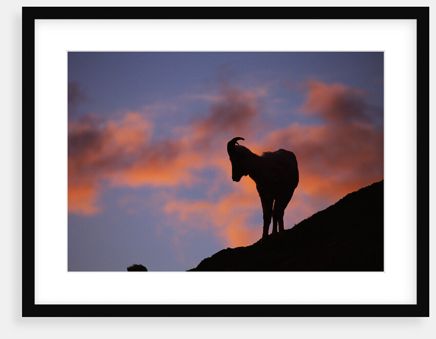 Dall's Sheep at Polychrome Pass by Anonymous