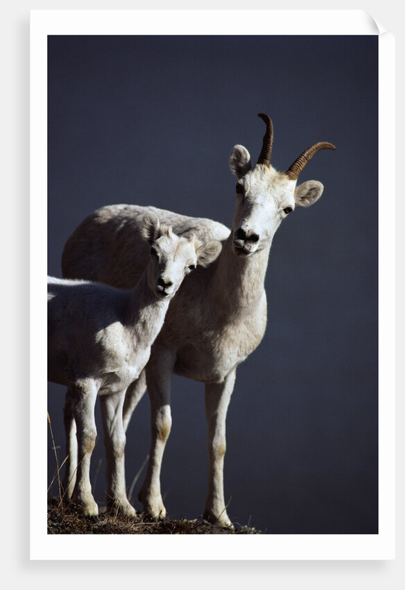 Dall's Lamb and Ewe by Anonymous