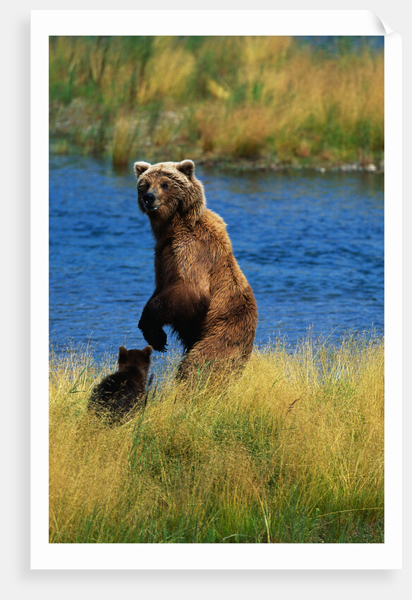 Brown Bear Sow and Cub by Anonymous