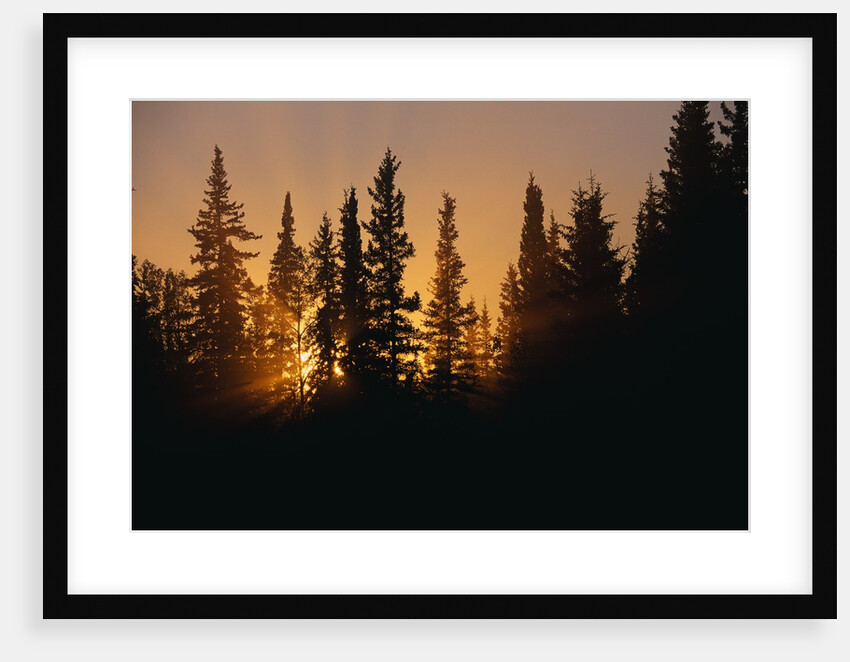 Midnight Sun and Forest Along Alaska Highway by Anonymous