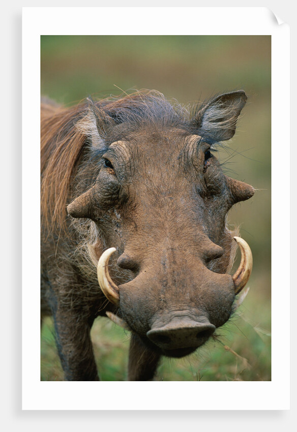 Male Warthog by Anonymous