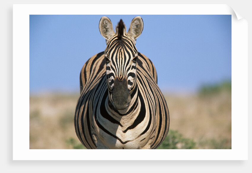 Burchell's Zebra by Anonymous