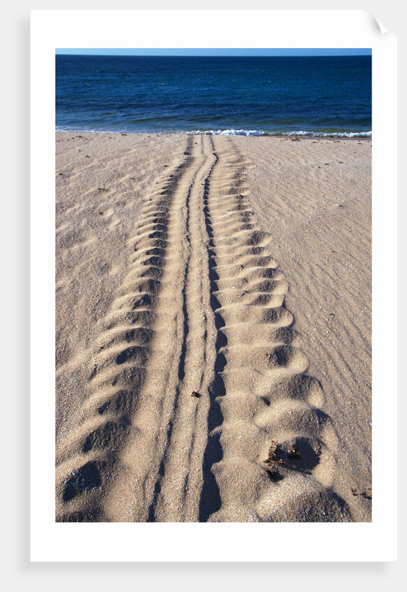 Giant Turtle Tracks in the Sand by Anonymous