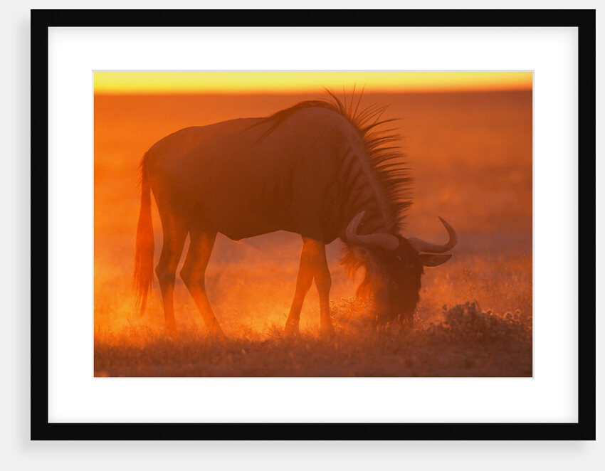 Blue Wildebeest Feeding at Sunset by Anonymous
