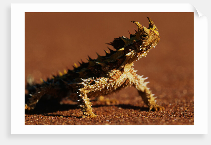 Thorny Devil by Anonymous