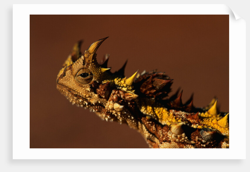 Head of a Thorny Devil by Anonymous