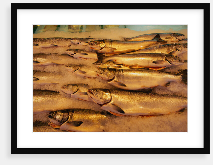 Fresh Fish at Pike Place Market by Anonymous