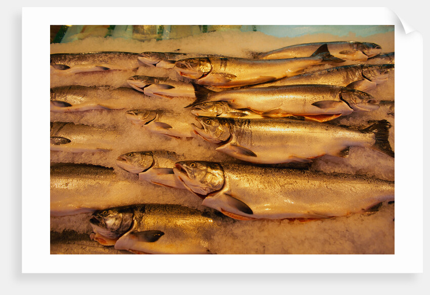 Fresh Fish at Pike Place Market by Anonymous