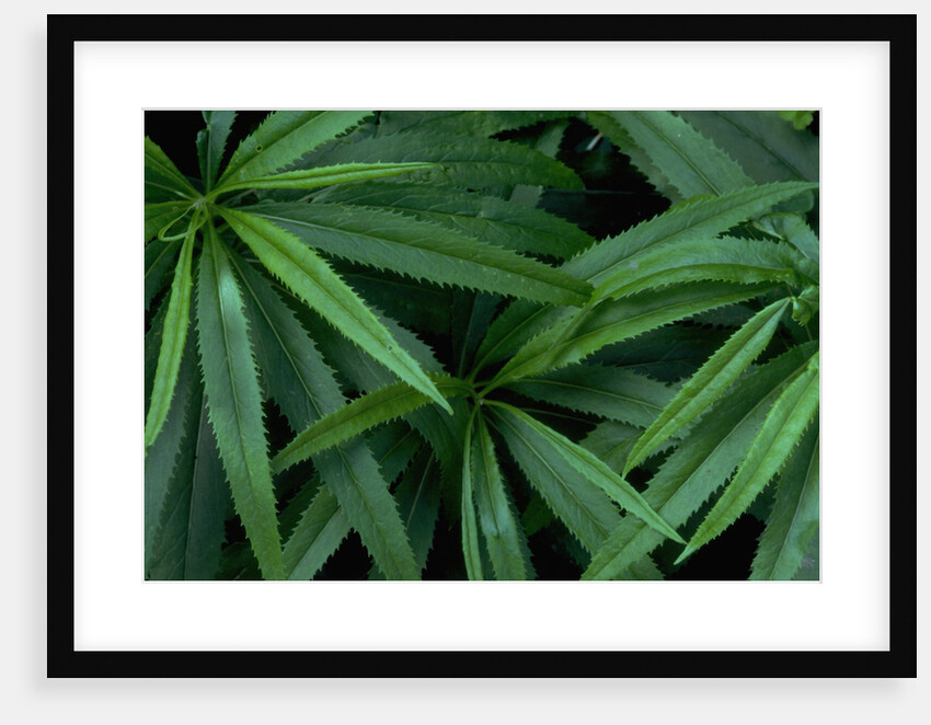 Leaves of the Hemp Plant by Anonymous