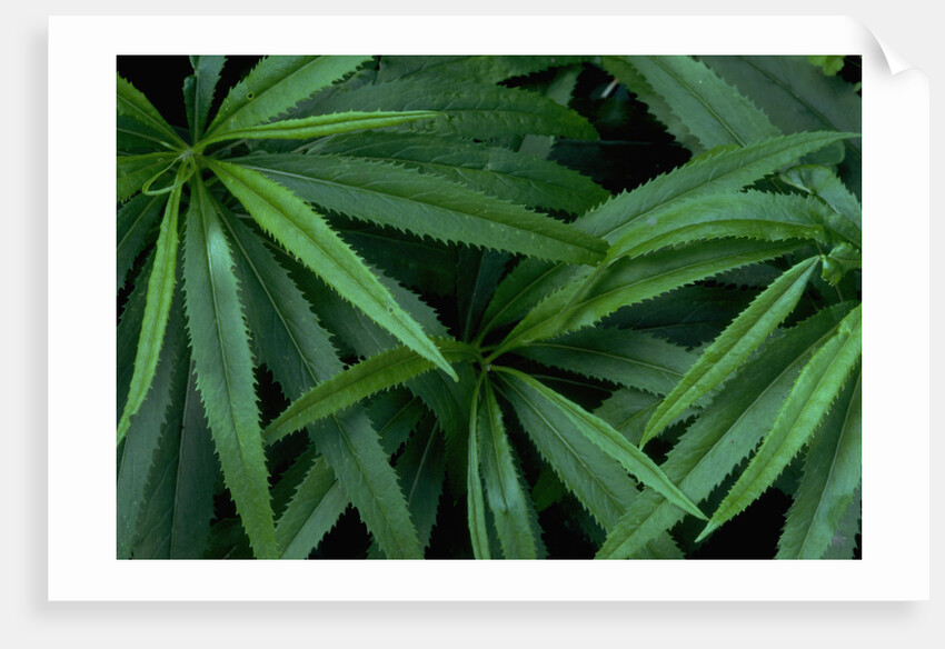 Leaves of the Hemp Plant by Anonymous