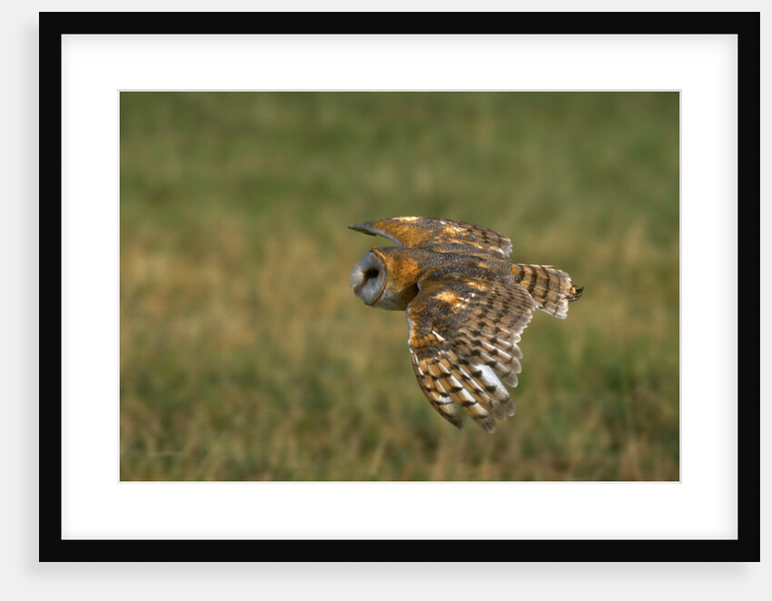 Barn Owl in Flight by Anonymous