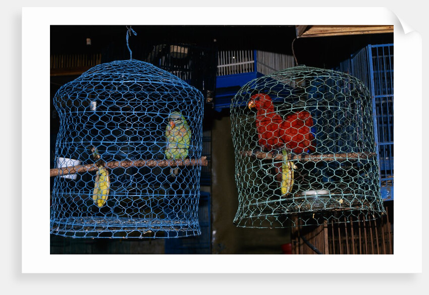 Caged Parrots by Anonymous