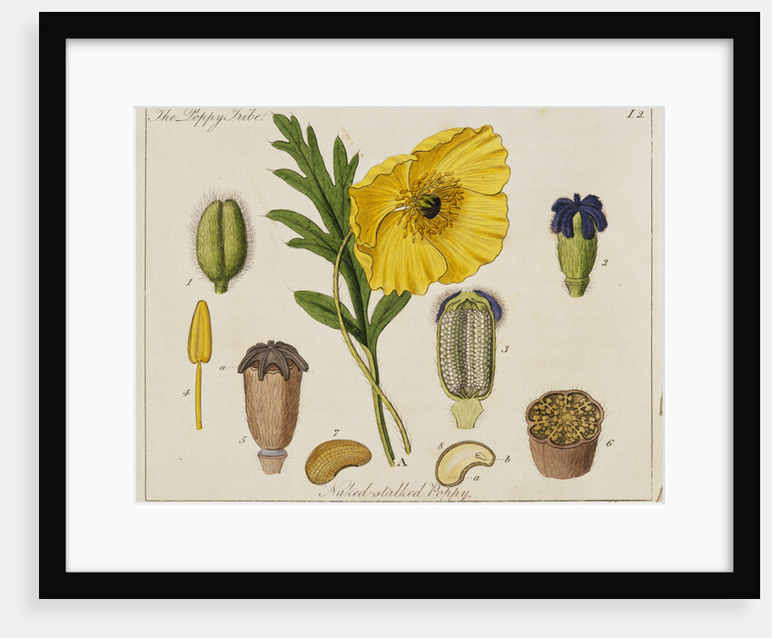 Yellow Poppy and Diagrams by Anonymous