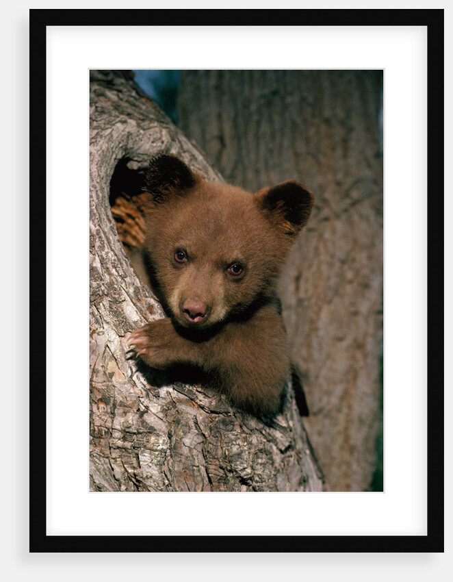 Black Bear Cub in Tree by Anonymous