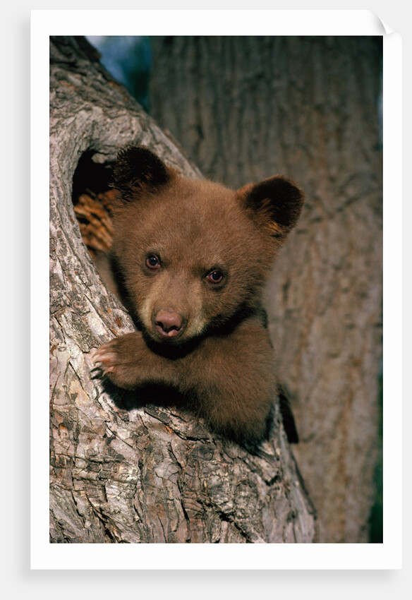 Black Bear Cub in Tree by Anonymous