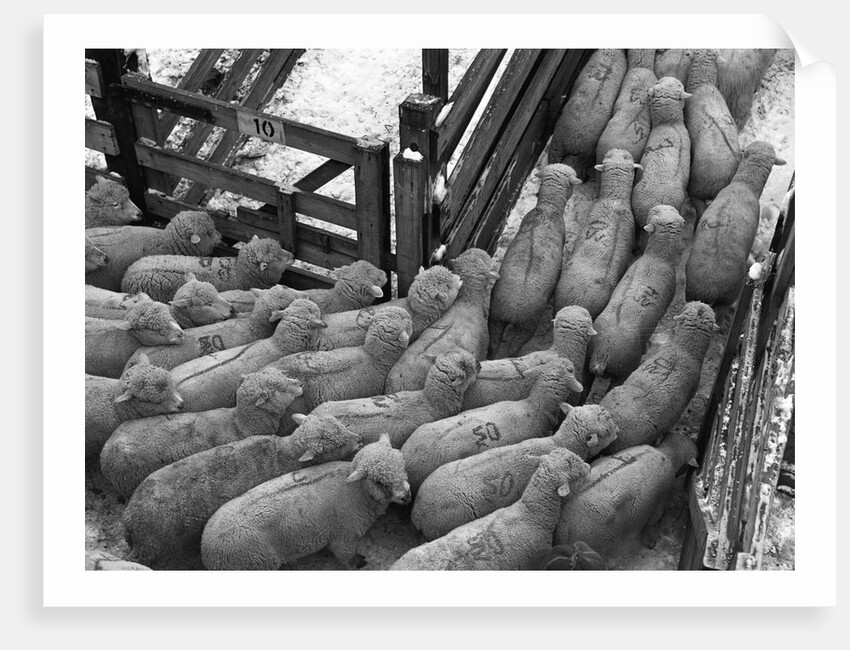 Loading Sheep by Anonymous